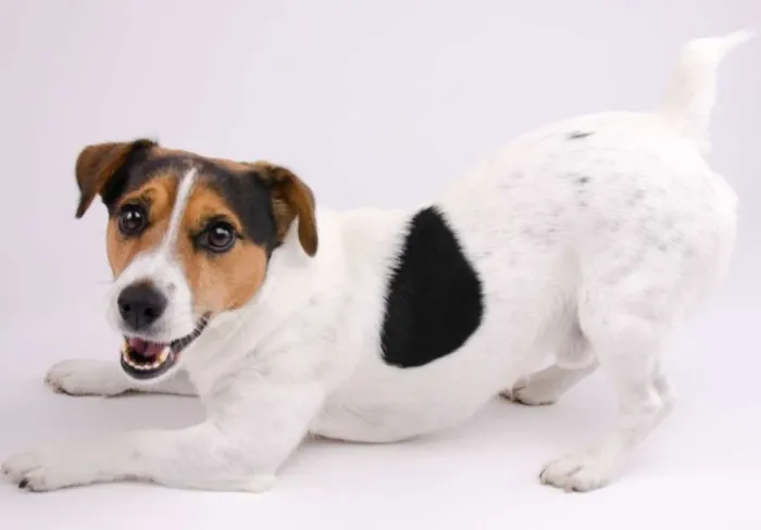 Filhote de Jack Russel disponível para venda