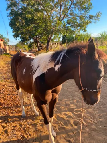 Vendo potra quarto de milha 
