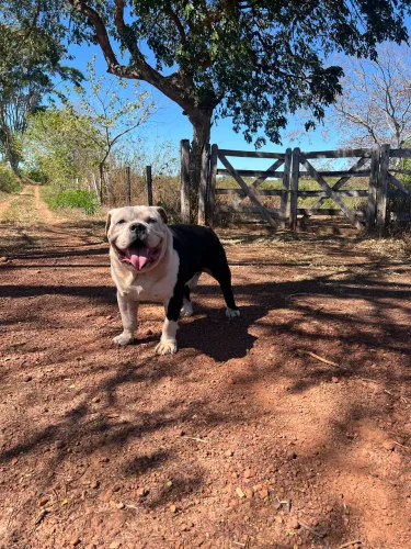 Buldogue Campeiro