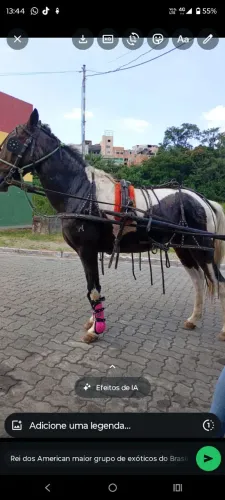 Venda de cavalo