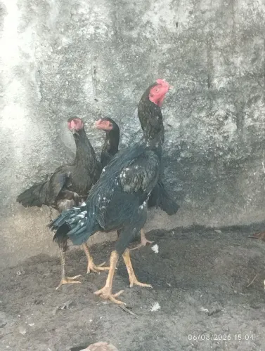 3 galinhas