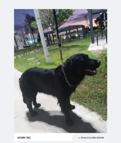 Doação de Golden com labrador