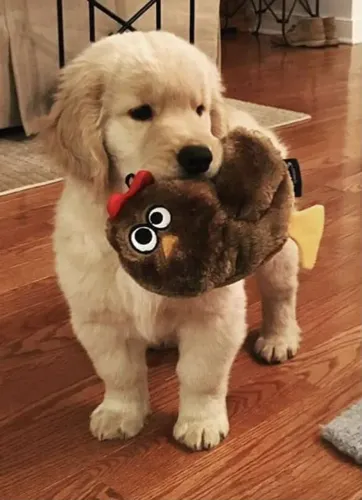 Filhote Golden Retriever, alto risco de paixão à primeira vista!