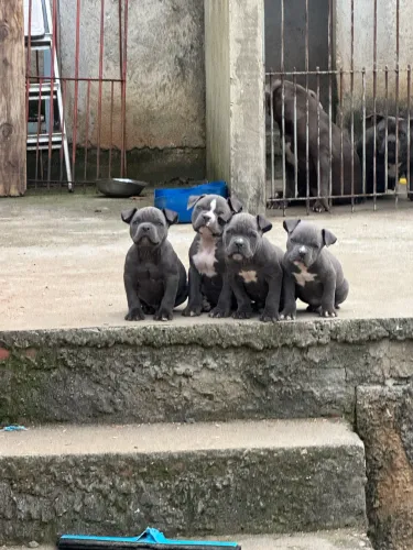 Filhotes de American Bully blue s/pedigree