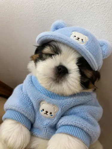 Shih tzu