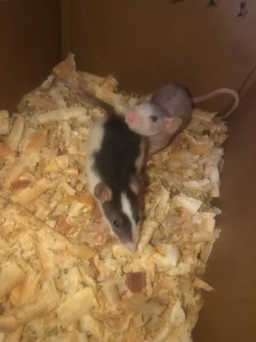 Rato Twister hairless