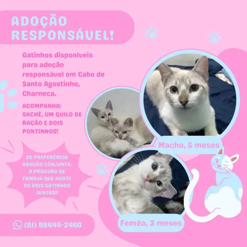DOAÇÃO CONJUNTA DE GATOS