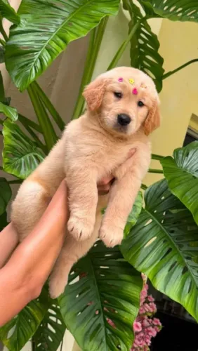 Golden Retriever