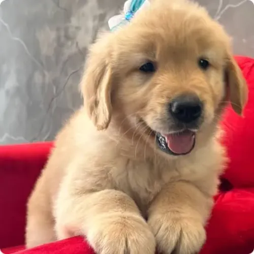 Golden retriever fêmeas e machos disponível 