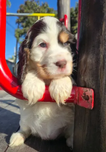Cocker Spaniel Inglês, com pedigree!