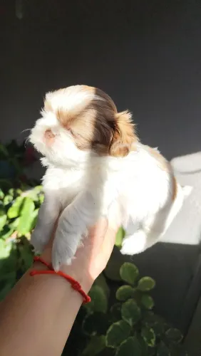 Shih Tzu europeu macho mini