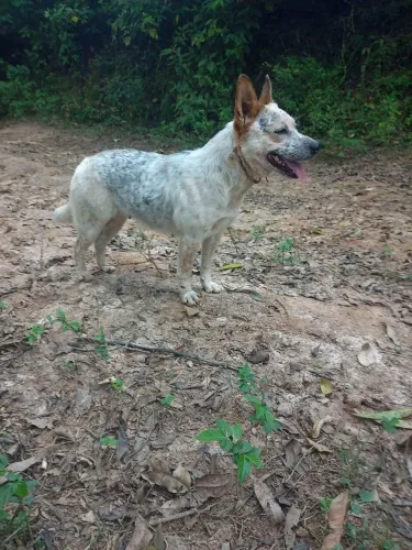 Filhotes de Red heeler com BLUE heeler