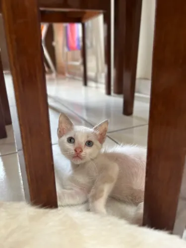 Gatinha fêmea para adoção 