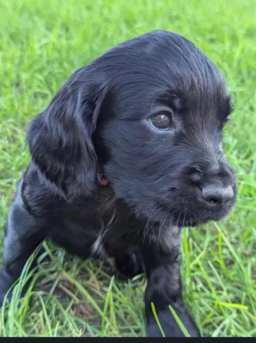 Cocker Spaniel inglês 1300,00