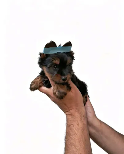 Dogs mini