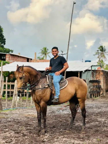 Cavalo quarto de Milha puro 