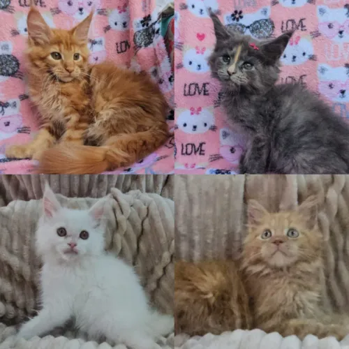 Maine Coon Filhotes - Gatil BSB Cat 