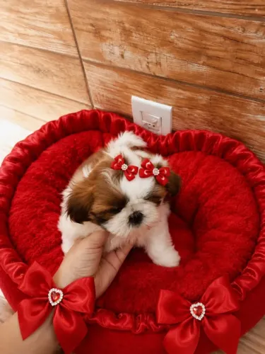 Shitzu fêmea linda micro parcelo cartão tratar particular entrego