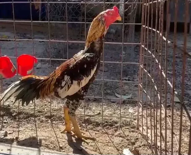 Vendo esse galo de raça 250 galo saudável