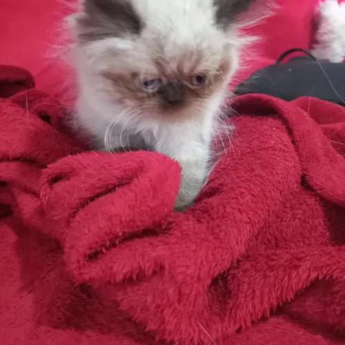 Filhote gata fêmea persa