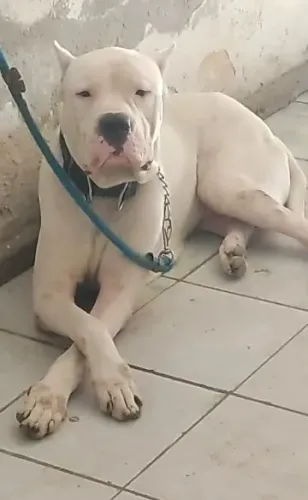 Dog Argentina
