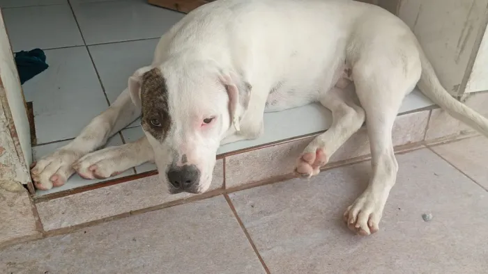 Pit Bull