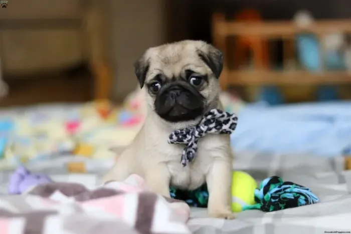 Pug engraçado - alegria garantida