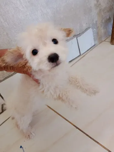 Vendo cachorro poodle , de 3 meses no valor de 400 Reais. 