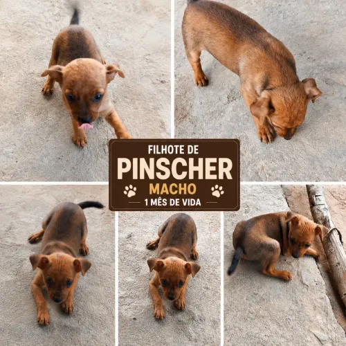Filhote de Pinscher 
