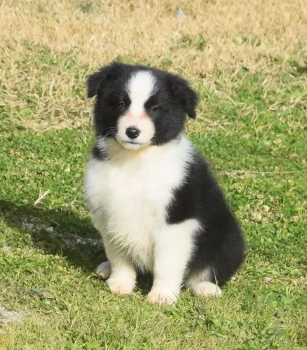 Border Collie Presença que acolhe sem invadir