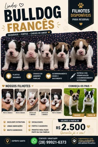 FILHOTES DE BULLDOG FRANCÊS