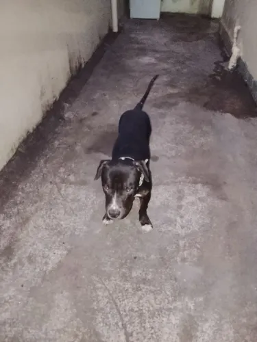 Pit Bull