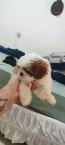 Shitzu
