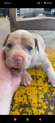 Vendo filhote de American bully macho 