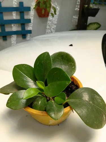 PLANTA PEPEROMIA OBTUSIFOLIA