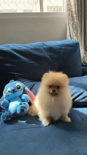 Spitz alemão 