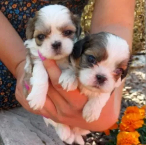 Lhasa Apso Filhotes Super Independentes. 