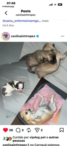 Venda filhote chihuahua 