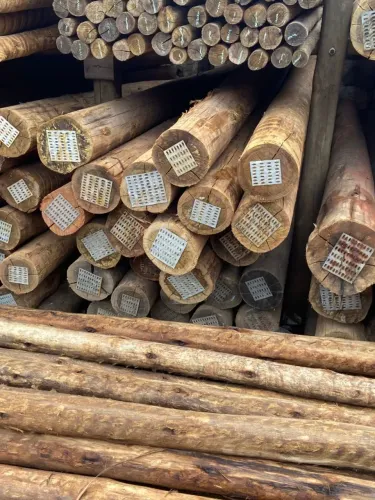 TRONCOS DE EUCALIPTO TRATADO