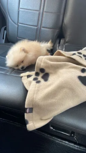 Lulu da Pomerânia Anão 