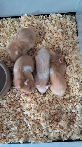 Hamster Sírio Fofos