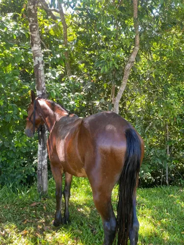 Cavalo para cavalgada é lida