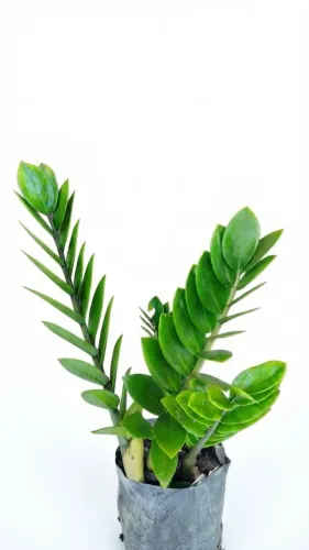 Zamioculca normal e desenhada (muda)