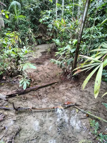 150 hectares de pasto para aluguel - área para criação de gado.
