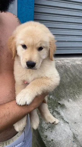 Filhote Golden Retriever, Os bebês mais fofos do mundo canino esperam por você!