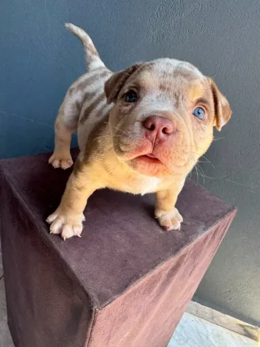 AMERICAN BULLY 
