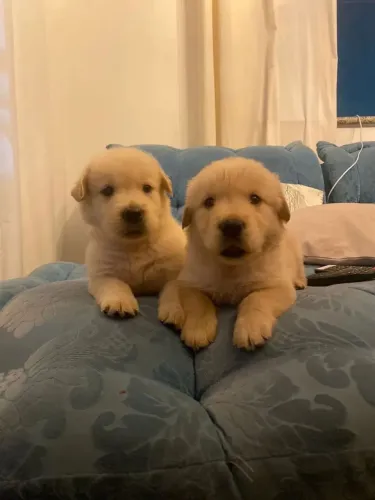 Golden Retriever Chegou a hora de conhecer seu novo amigo