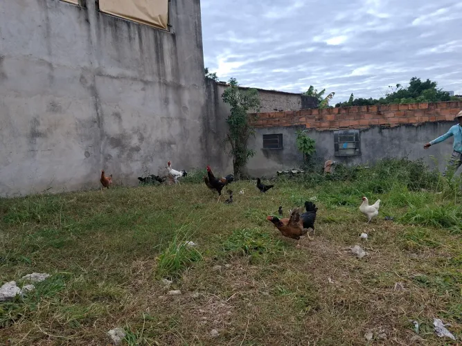 Galinhas e galo 