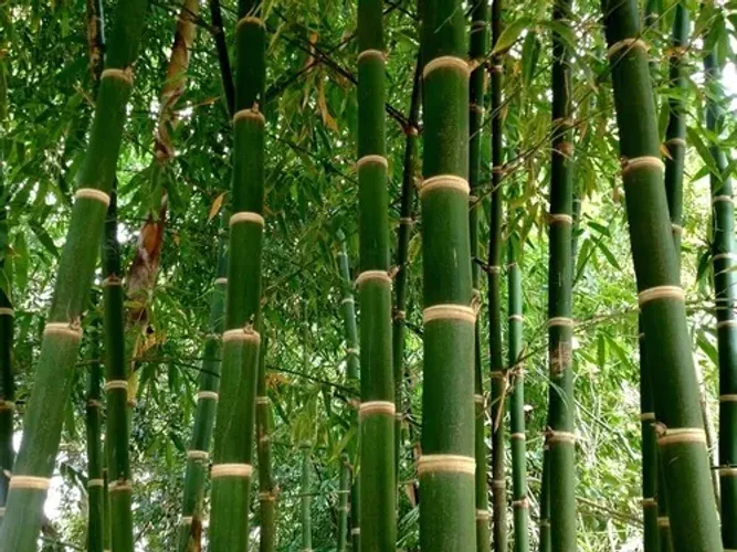 Bambu Guadua (Guadua angustifolia) vendo mudas