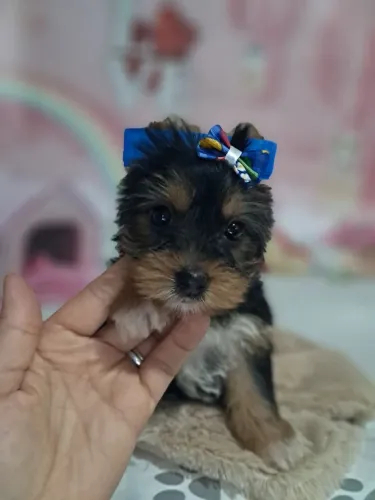 Yorkshire fêmea e macho mini 